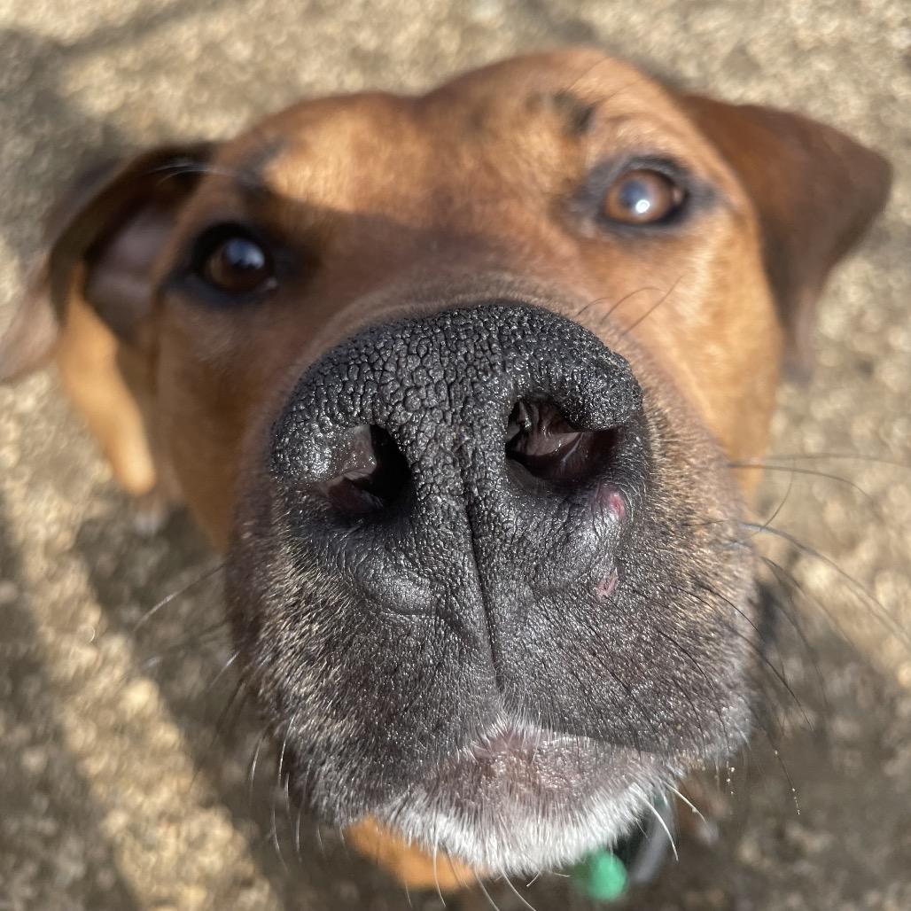 Space Jam, a Adoptable Mixed Breed in Philadelphia, PA image 3/6