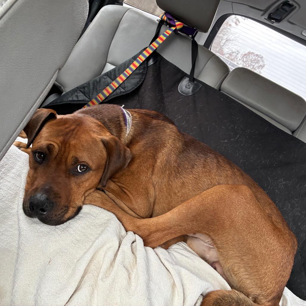 Space Jam, a Adoptable Mixed Breed in Philadelphia, PA image 4/6