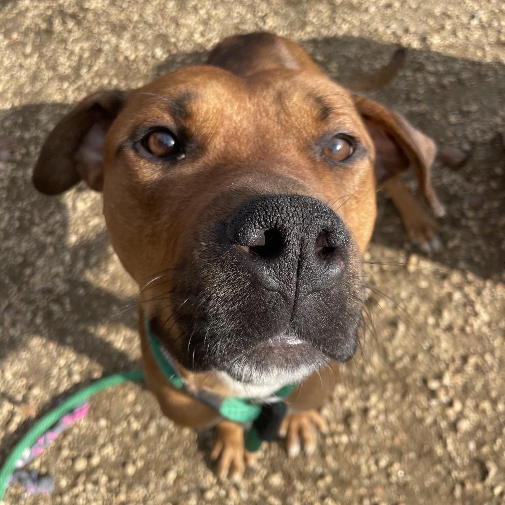 Space Jam, a Adoptable Mixed Breed in Philadelphia, PA image 5/6