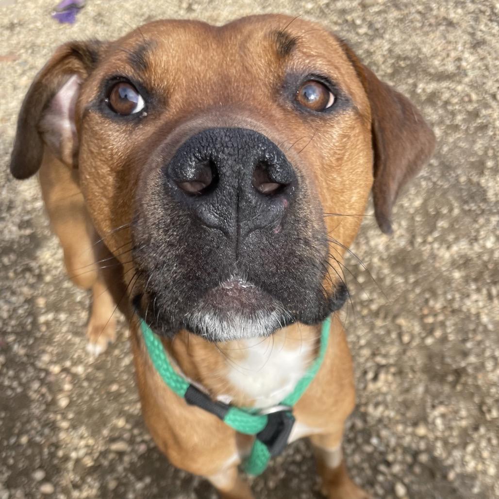 Space Jam, a Adoptable Mixed Breed in Philadelphia, PA image 6/6