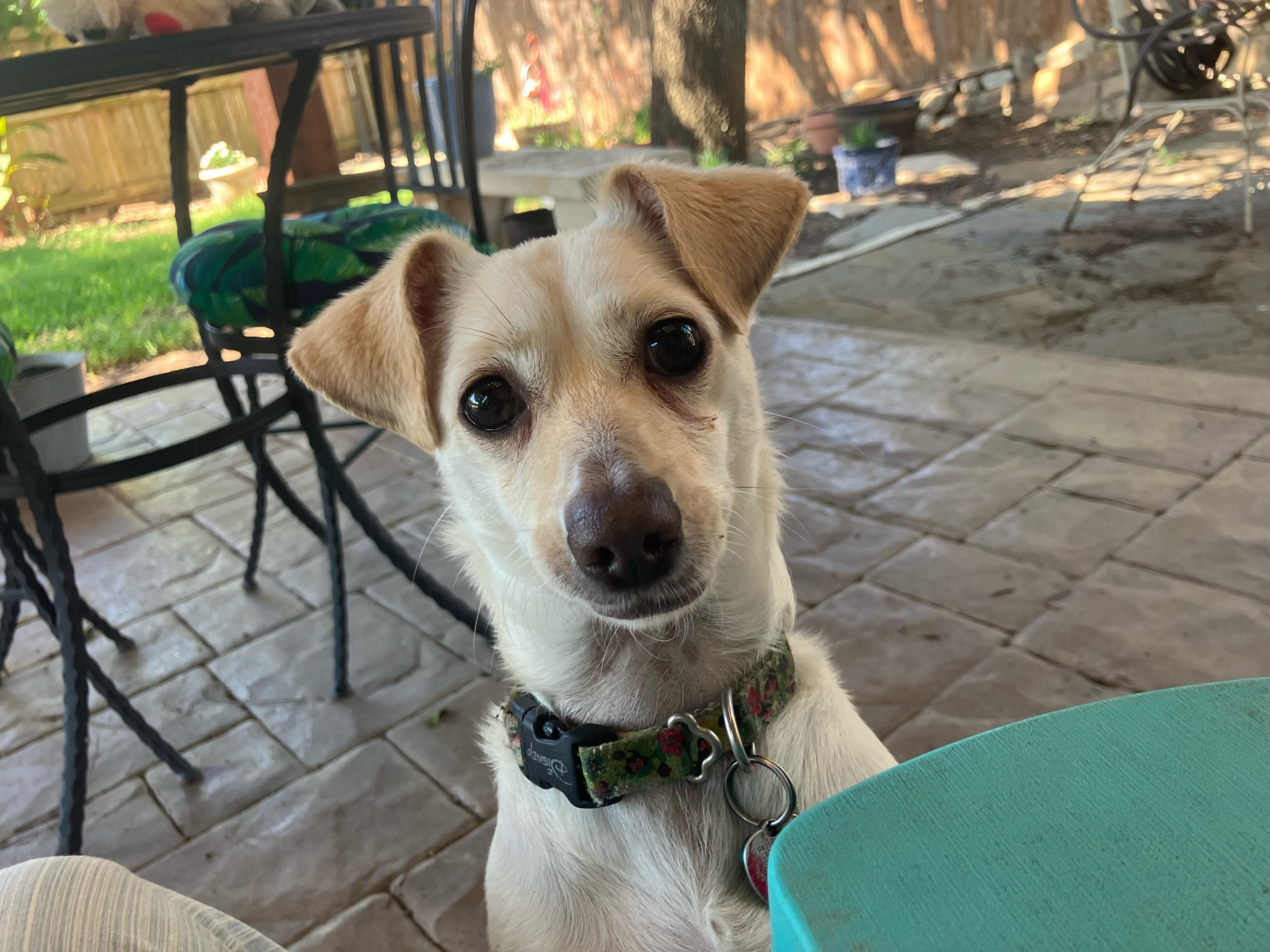 Enlarge Boo, a Adopted mixed breed in Fort Worth, TX image 1/2