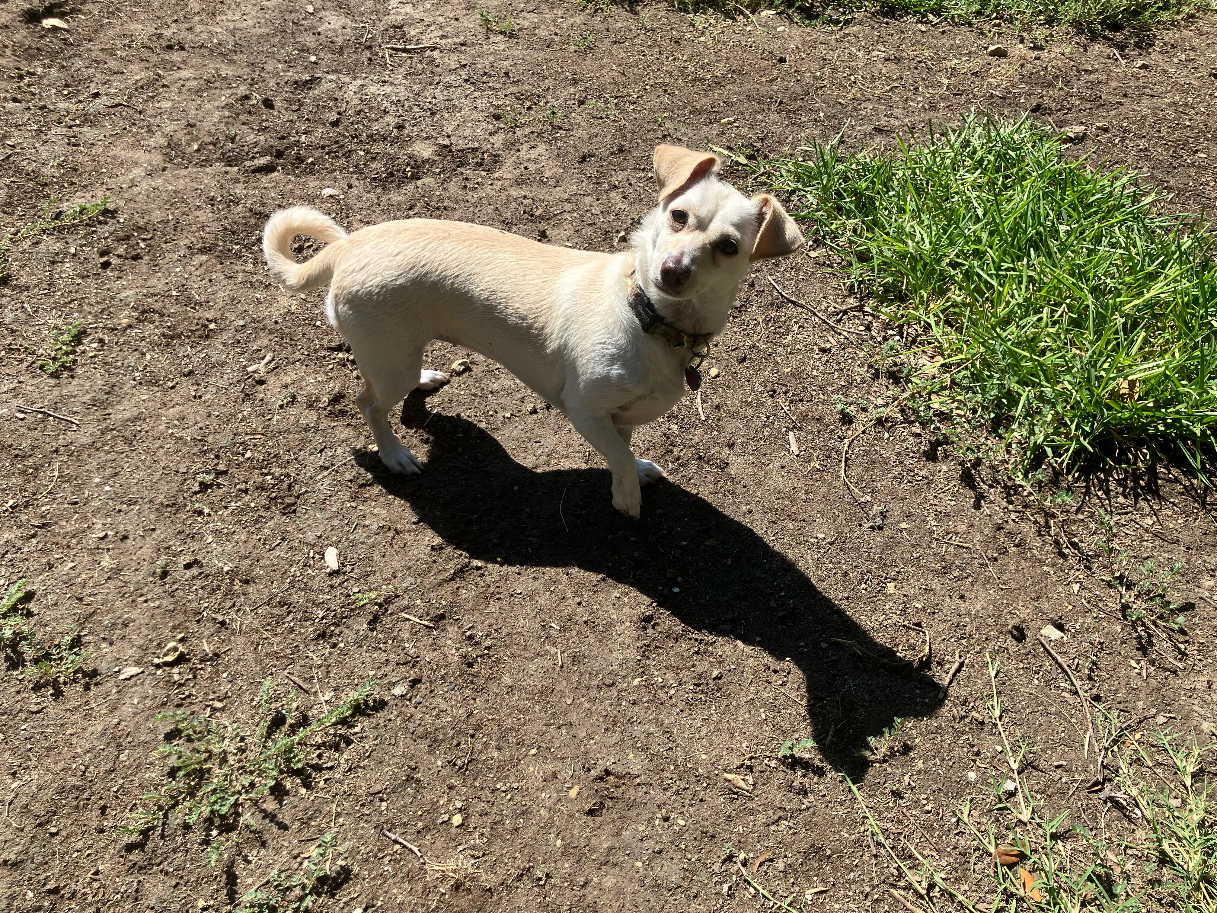 Enlarge Boo, a Adopted mixed breed in Fort Worth, TX image 2/2