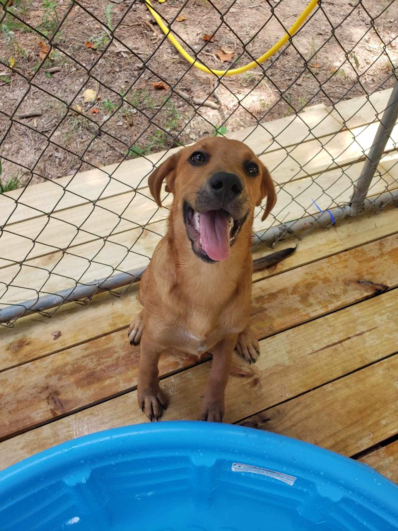 Enlarge Finn, a Adopted Mixed Breed in Roanoke, AL image 3/4