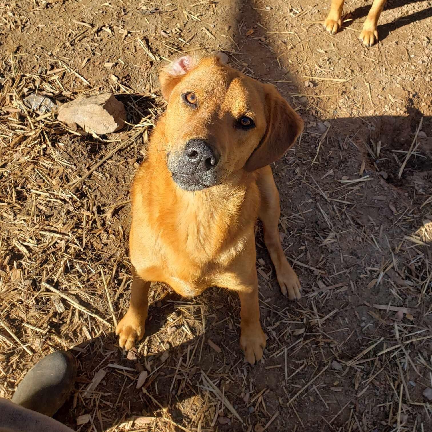 Finn, Adopted, Young Male Mixed Breed.