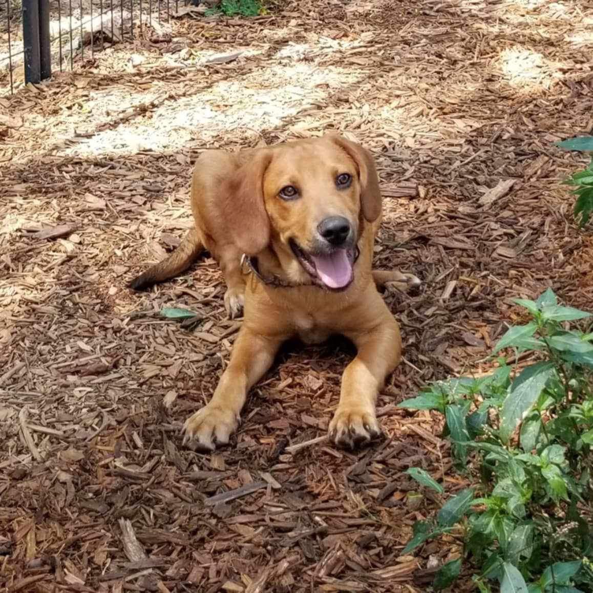 Enlarge Finn, a Adopted Mixed Breed in Roanoke, AL image 4/4