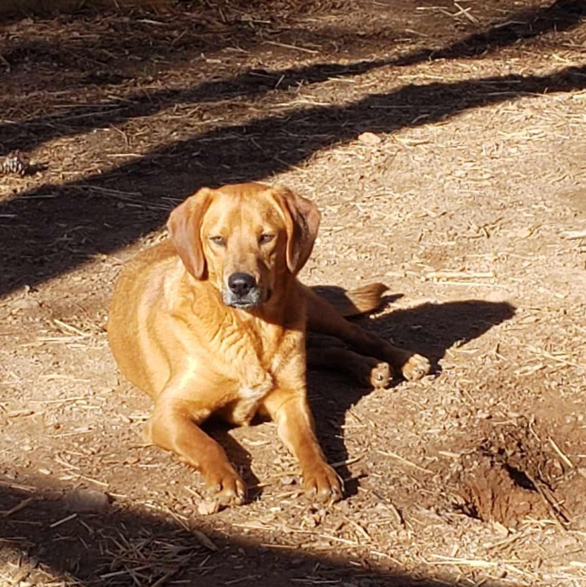 Enlarge Finn, a Adopted Mixed Breed in Roanoke, AL image 2/4
