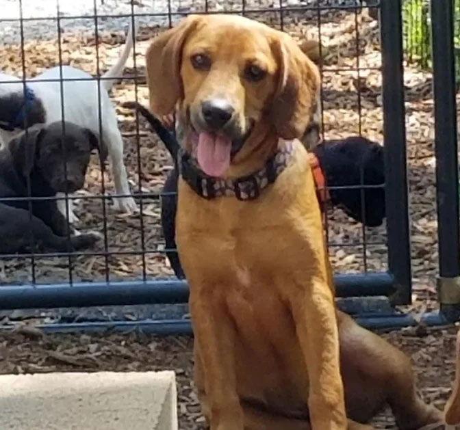 Finn, Adopted, Young Male Mixed Breed.