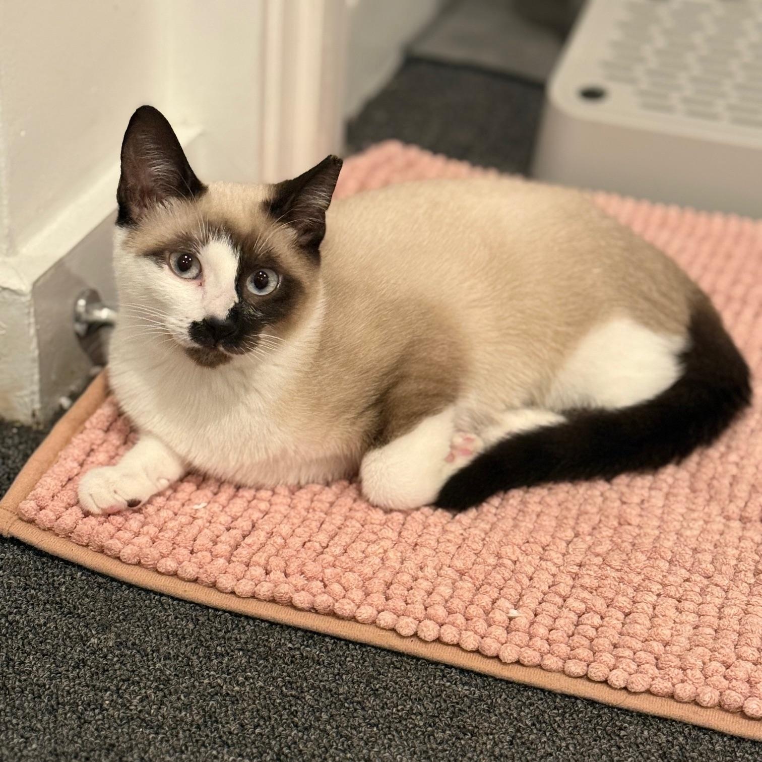 Enlarge Opal, a ADOPTABLE Domestic Short Hair in Jersey City, NJ image 1/2