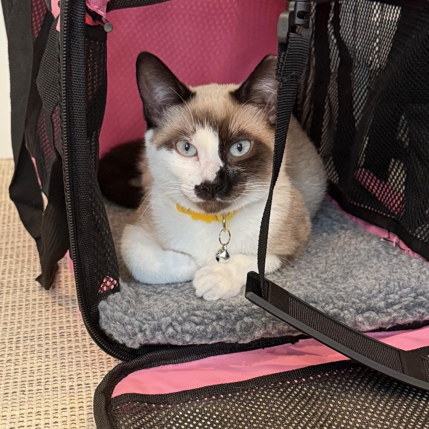 Enlarge Opal, a ADOPTABLE Domestic Short Hair in Jersey City, NJ image 2/2