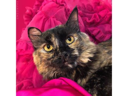 Enlarge Aloha, a Adoptable mixed breed in Phoenix, AZ image 1/2