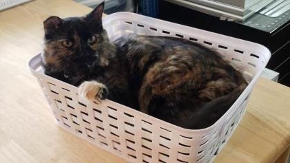 Enlarge Aloha, a Adoptable mixed breed in Phoenix, AZ image 2/2