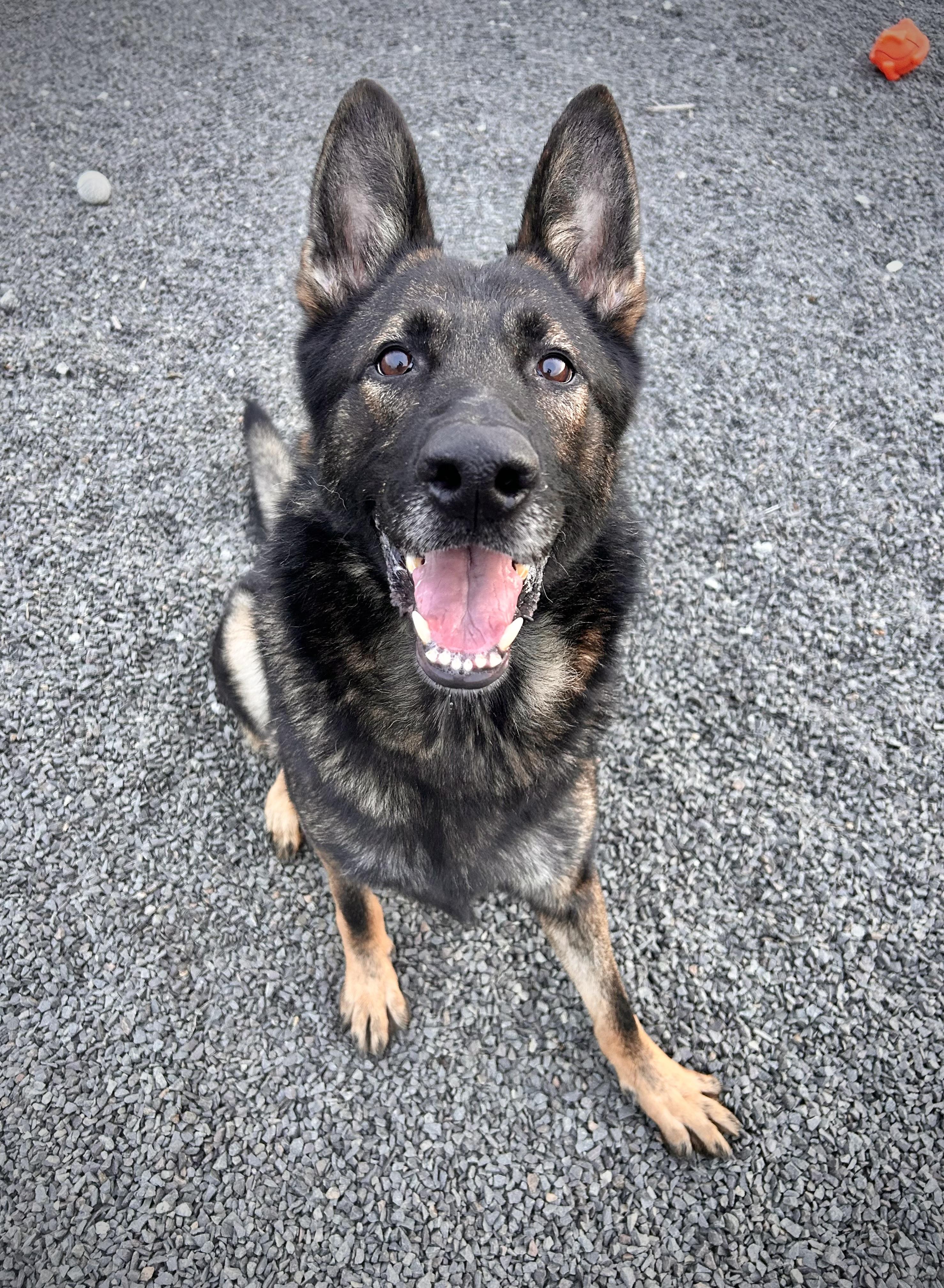 Benjamin Stanklin, a Adoptable German Shepherd Dog in Wallingford, CT image 1/3