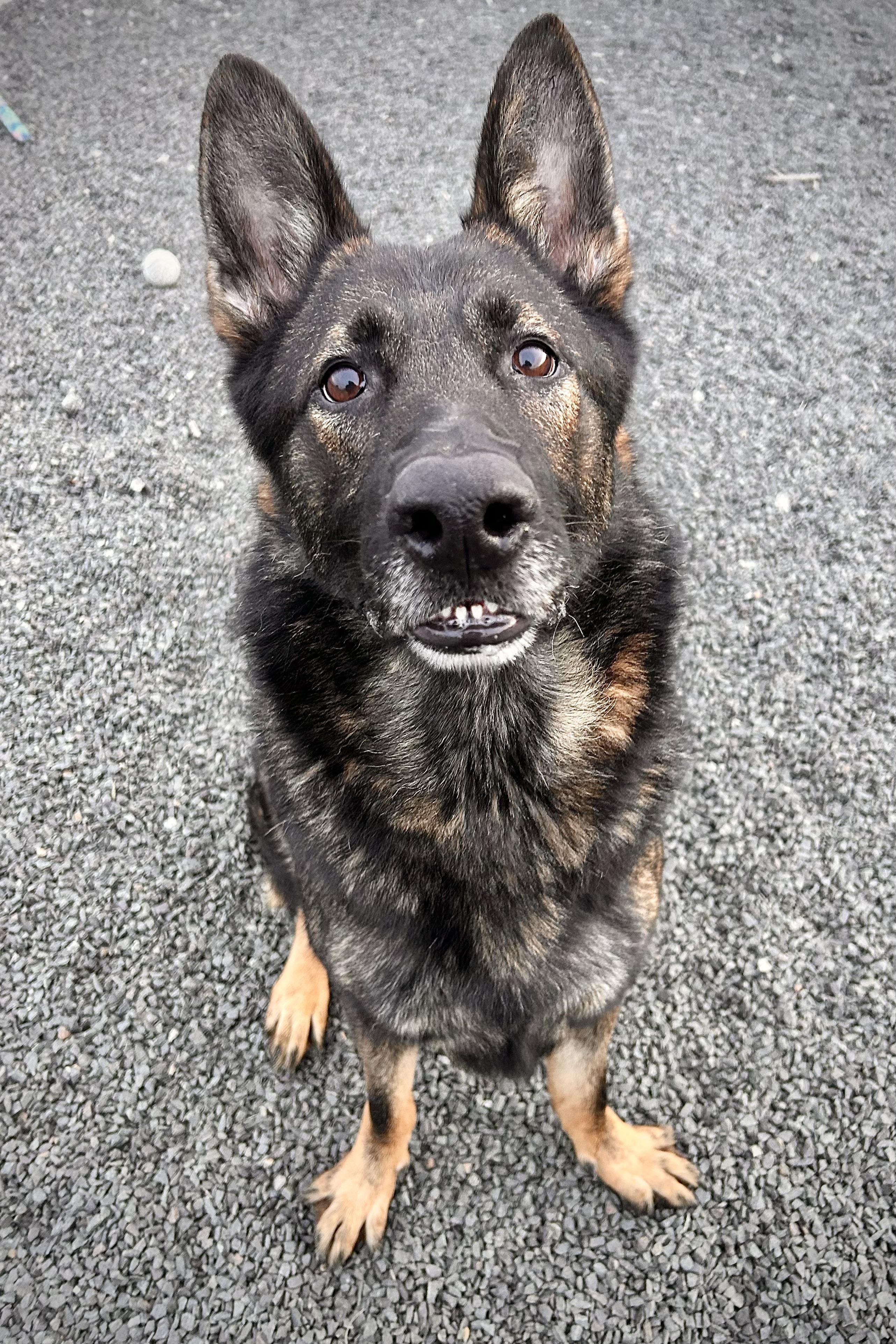 Benjamin Stanklin, a Adoptable German Shepherd Dog in Wallingford, CT image 2/3
