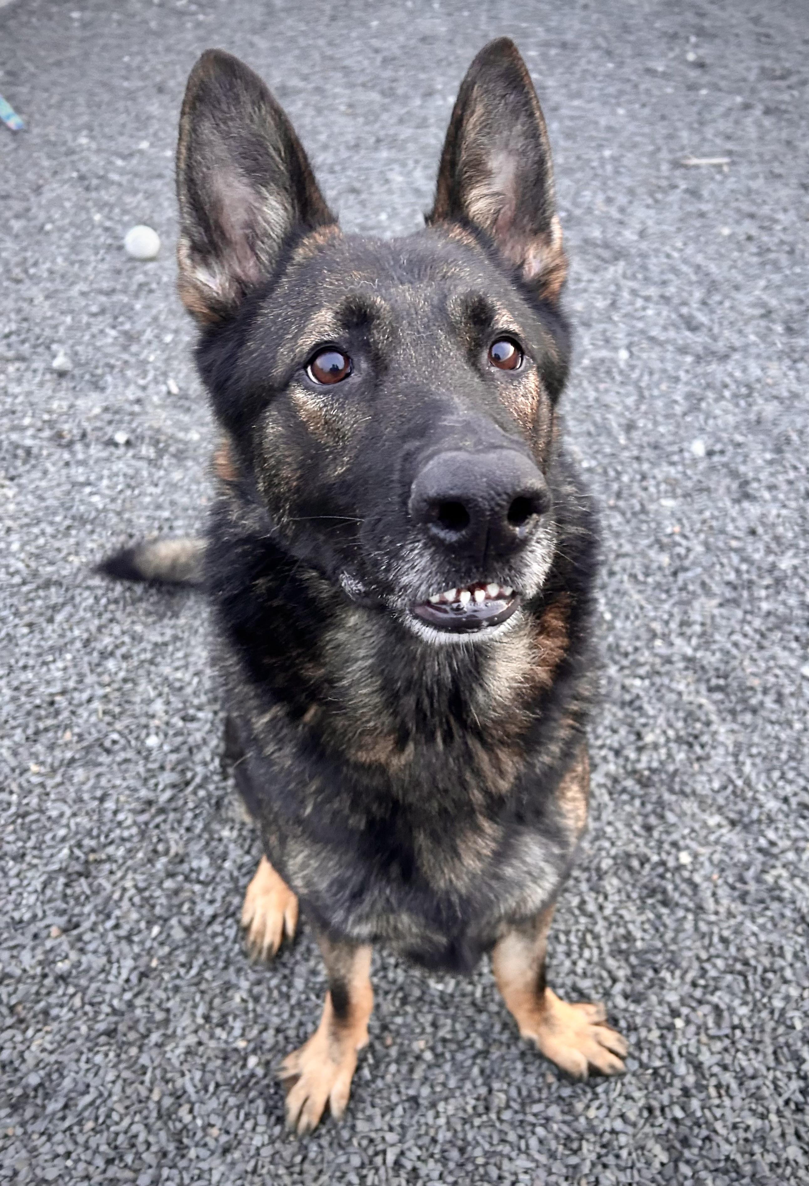 Benjamin Stanklin, a Adoptable German Shepherd Dog in Wallingford, CT image 3/3