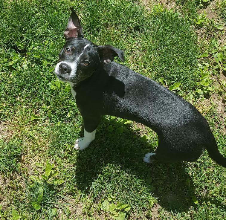Trixie, Adoptable, Young Female Boston Terrier.