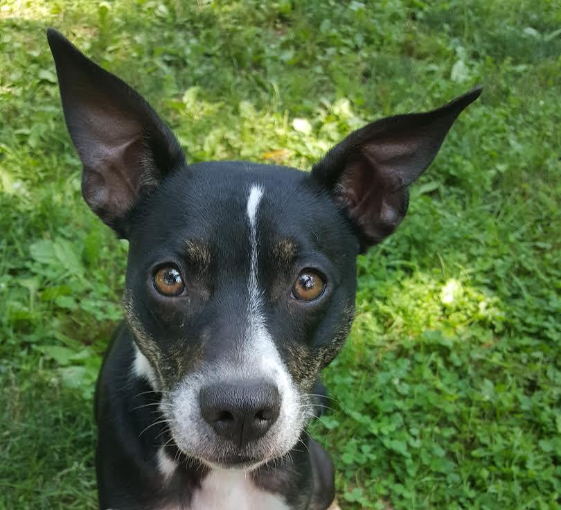 Trixie, a Adoptable Boston Terrier in Pittstown, NJ image 2/3