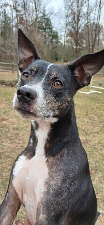 Trixie, a Adoptable Boston Terrier in Pittstown, NJ image 3/3