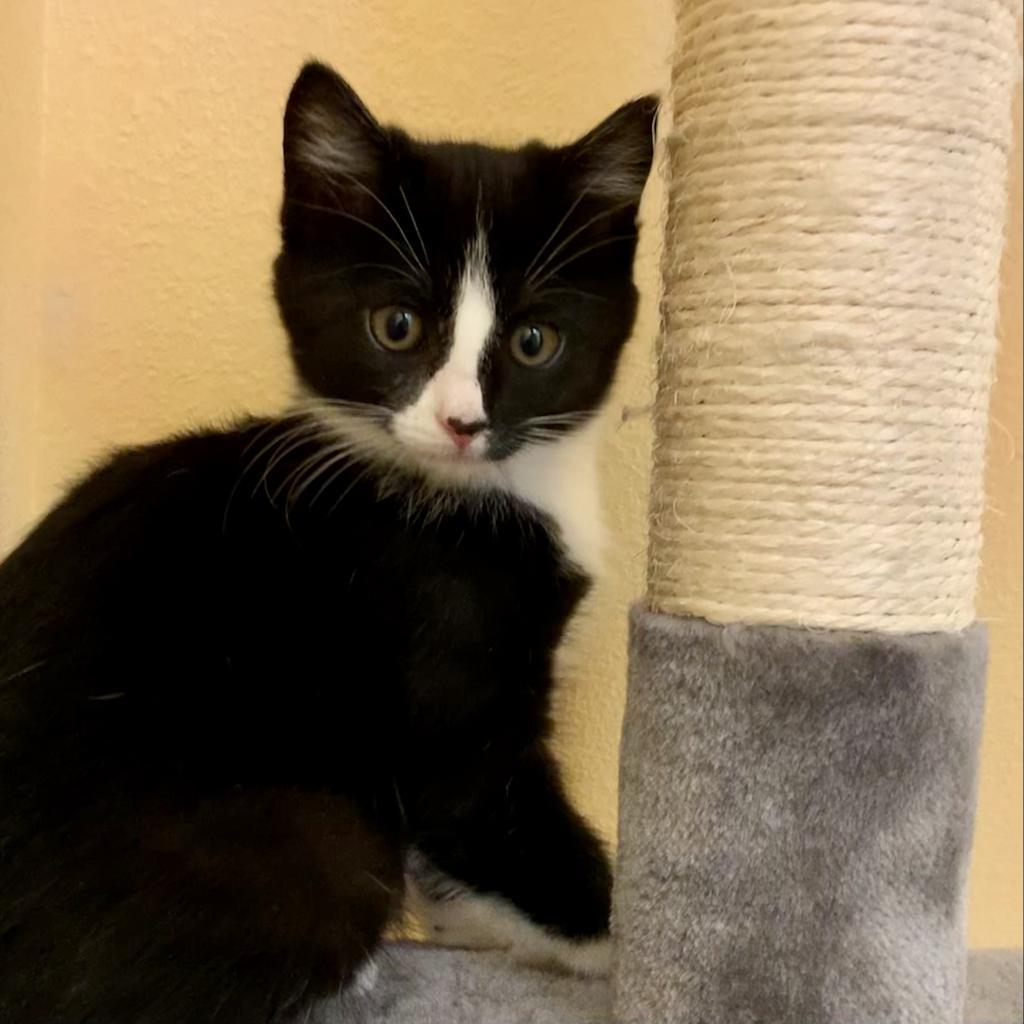 Enlarge Torta, a Adopted mixed breed in Eastsound, WA image 1/1