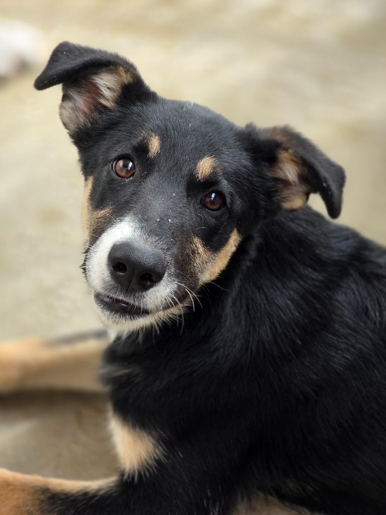Enlarge Daphne, a Adoptable mixed breed in Carthage, MO image 1/4