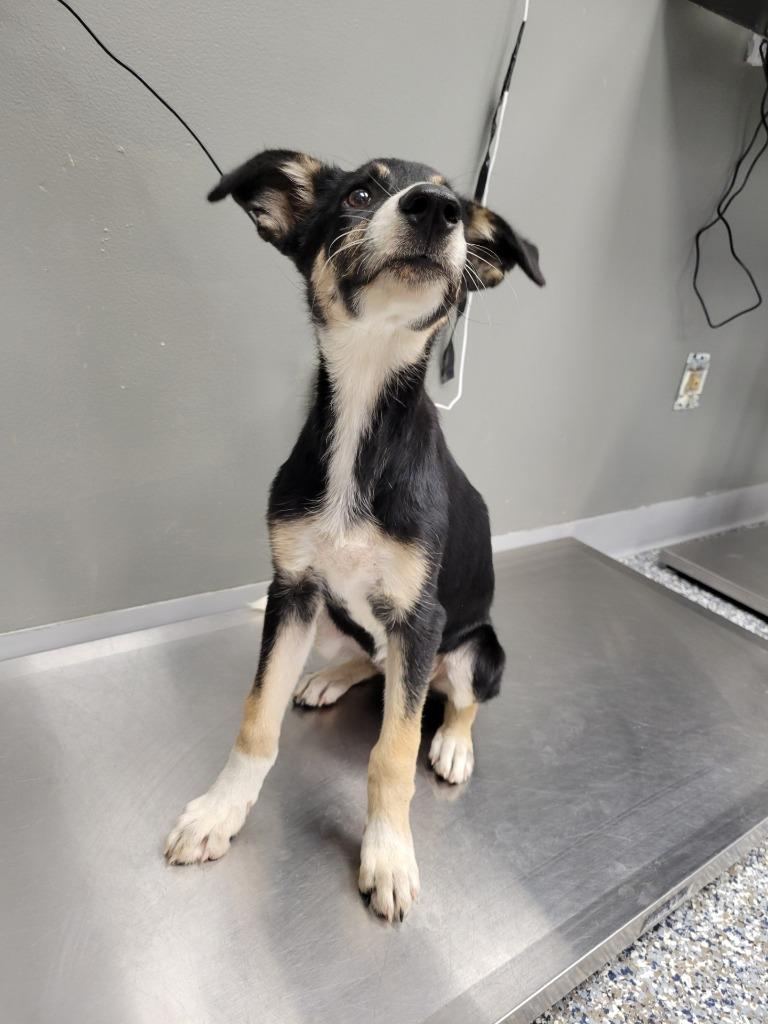 Enlarge Daphne, a Adoptable mixed breed in Carthage, MO image 2/4