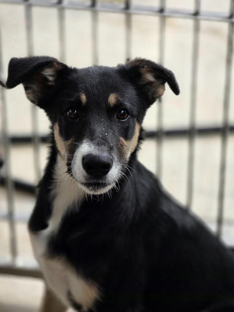 Enlarge Daphne, a Adoptable mixed breed in Carthage, MO image 3/4