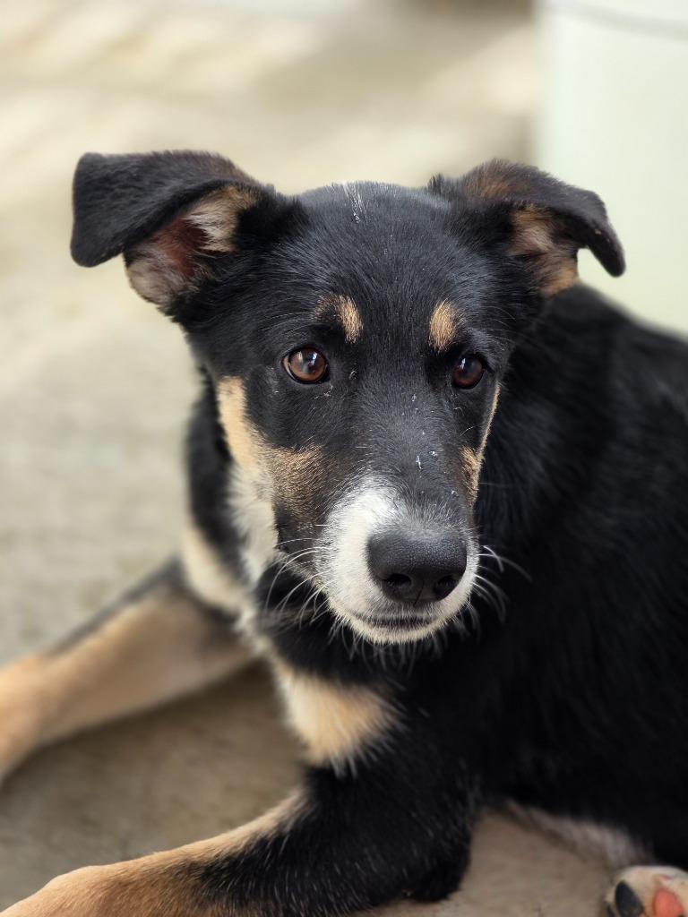 Enlarge Daphne, a Adoptable mixed breed in Carthage, MO image 4/4