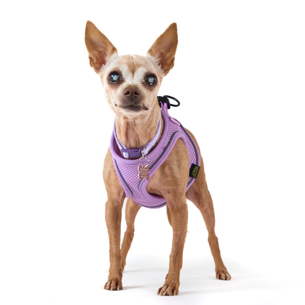 Sofa 14412, Adoptable, Senior Female Chihuahua.