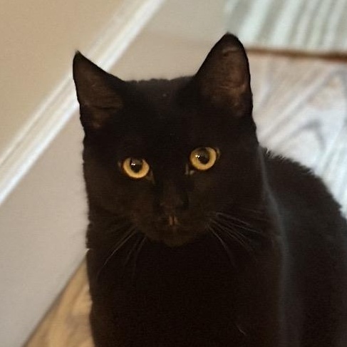 Enlarge Jojo & Tiramisu - Shy Sweet Girls, a Adoptable Domestic Short Hair in Wharton, NJ image 1/6