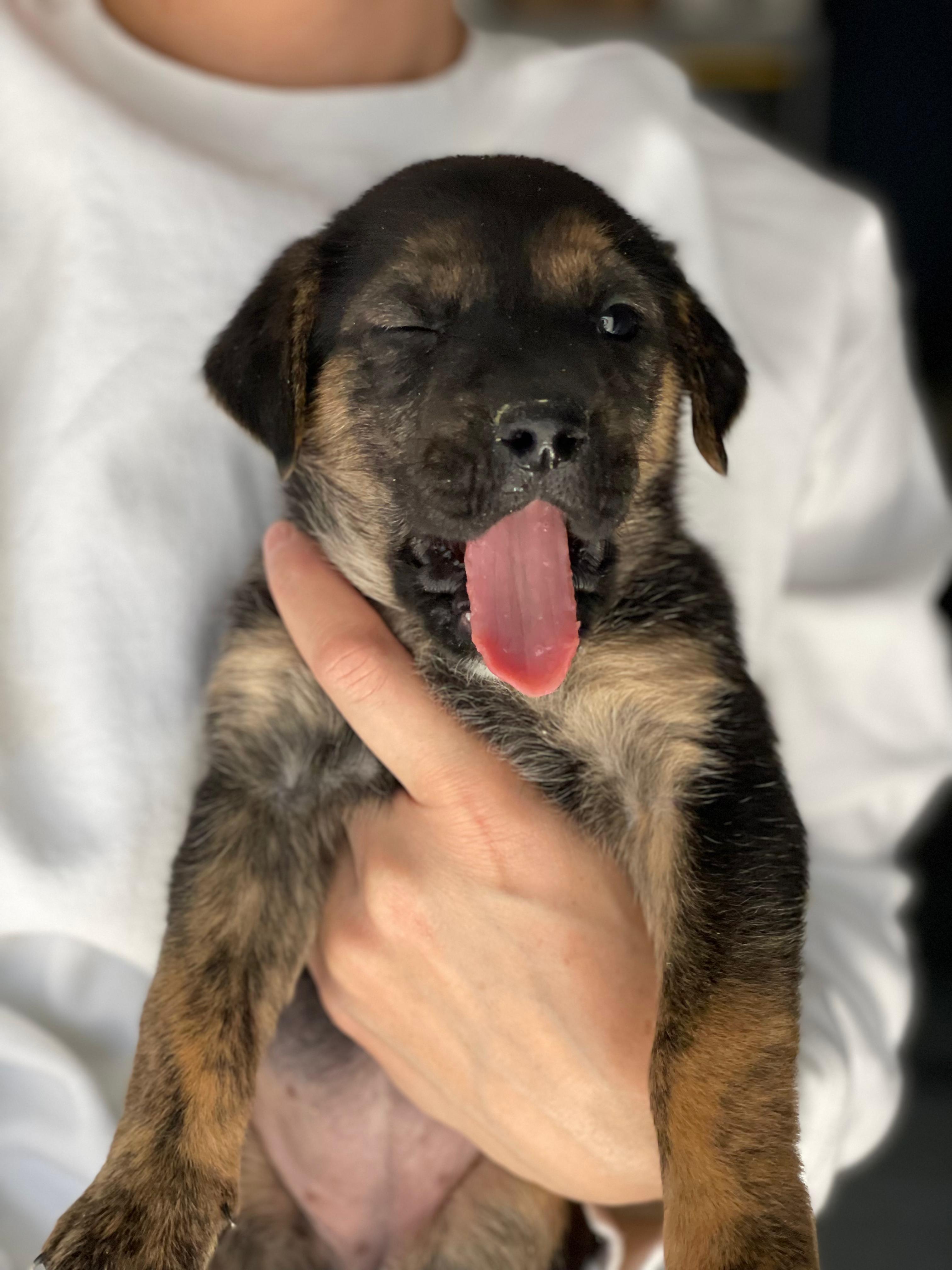 CHOCOLATE CHIP, a Adoptable mixed breed in Discovery Bay, CA image 1/3