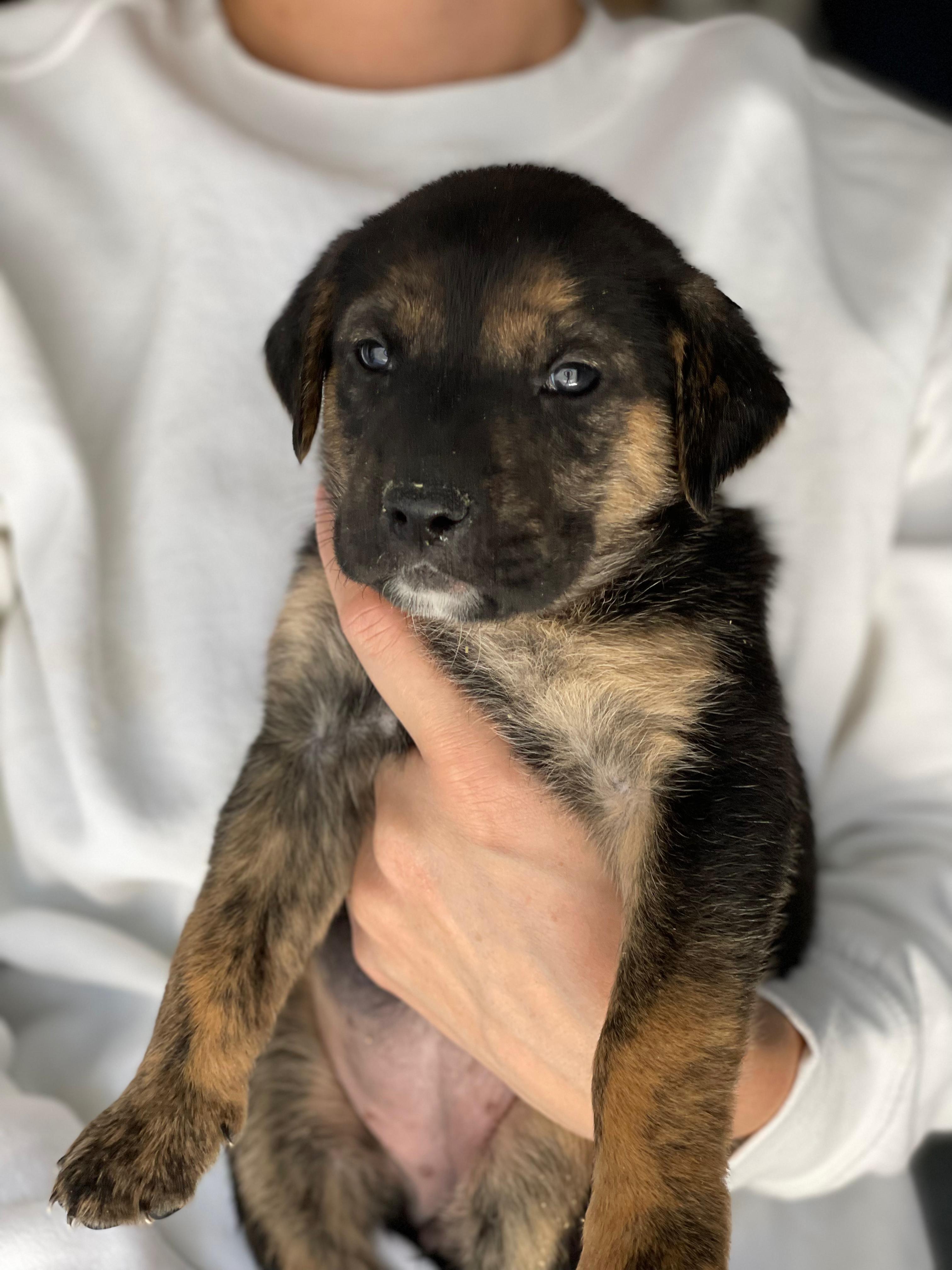 CHOCOLATE CHIP, a Adoptable mixed breed in Discovery Bay, CA image 2/3