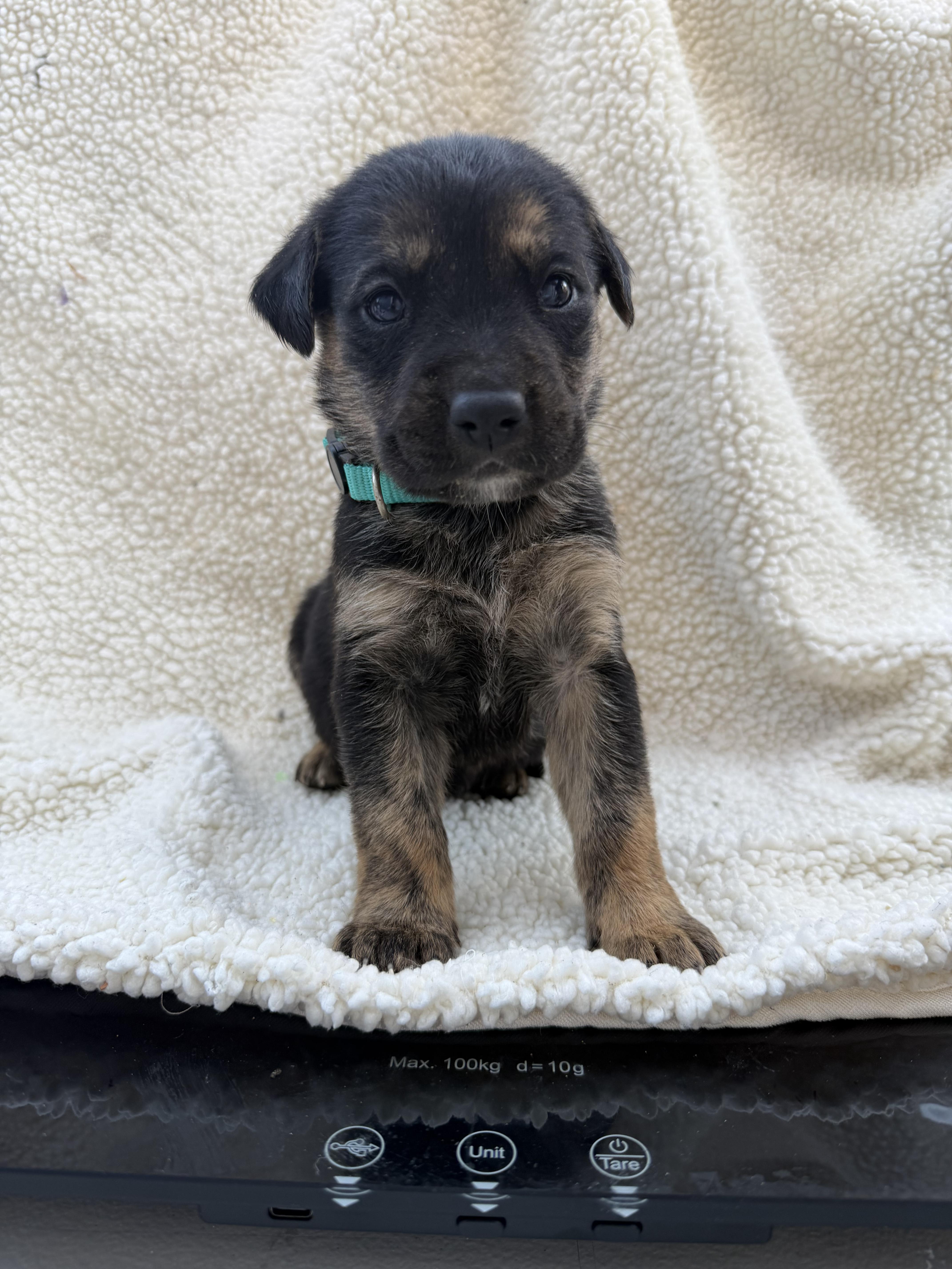 CHOCOLATE CHIP, a Adoptable mixed breed in Discovery Bay, CA image 3/3