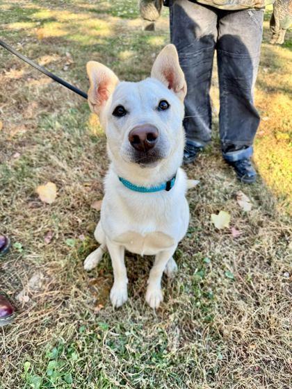 Enlarge Malibu, a Adoptable mixed breed in Louisville, KY image 2/2