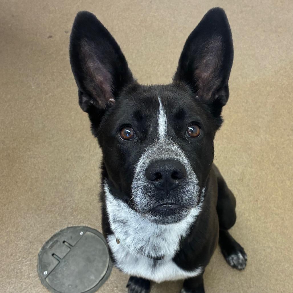 Sly, Adoptable, Adult Male Australian Cattle Dog / Blue Heeler.