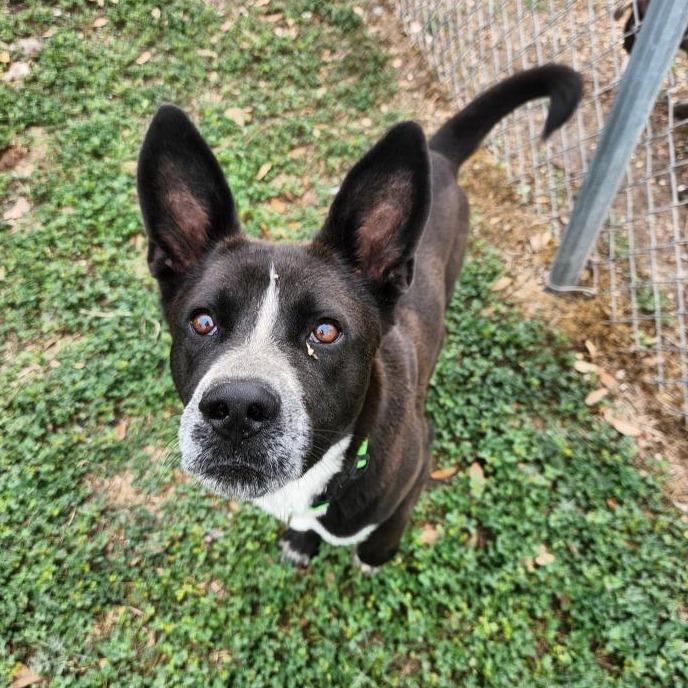 Enlarge Sly, a Adoptable Australian Cattle Dog / Blue Heeler in New Fairfield, CT image 3/6