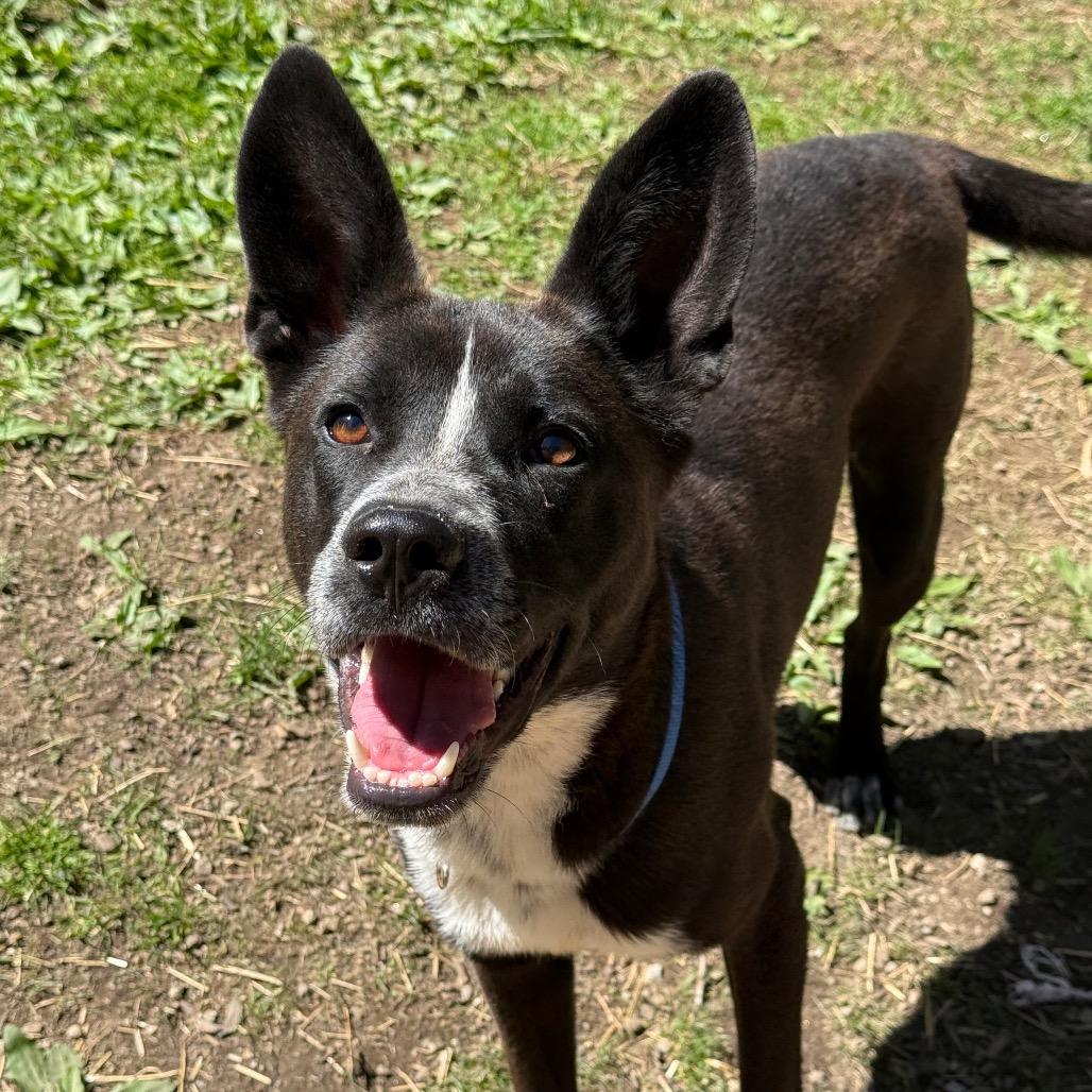 Sly, a Adoptable Australian Cattle Dog / Blue Heeler in New Fairfield, CT image 2/6