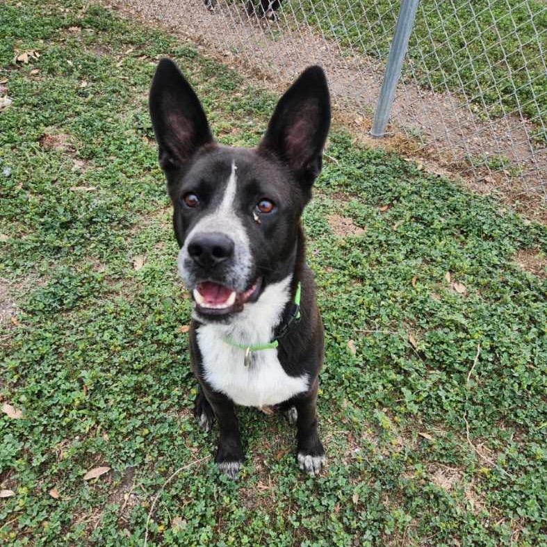 Enlarge Sly, a Adoptable Australian Cattle Dog / Blue Heeler in New Fairfield, CT image 4/6