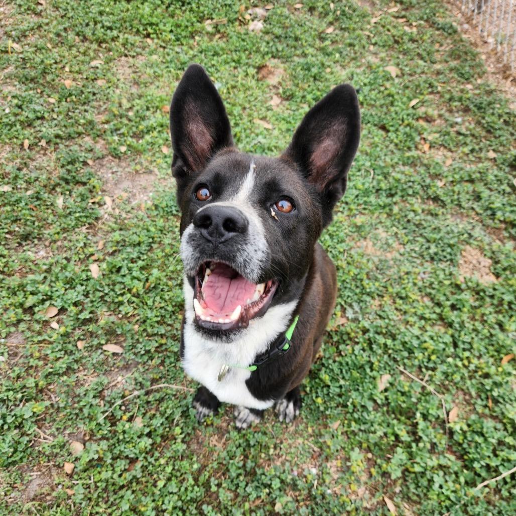 Enlarge Sly, a Adoptable Australian Cattle Dog / Blue Heeler in New Fairfield, CT image 5/6