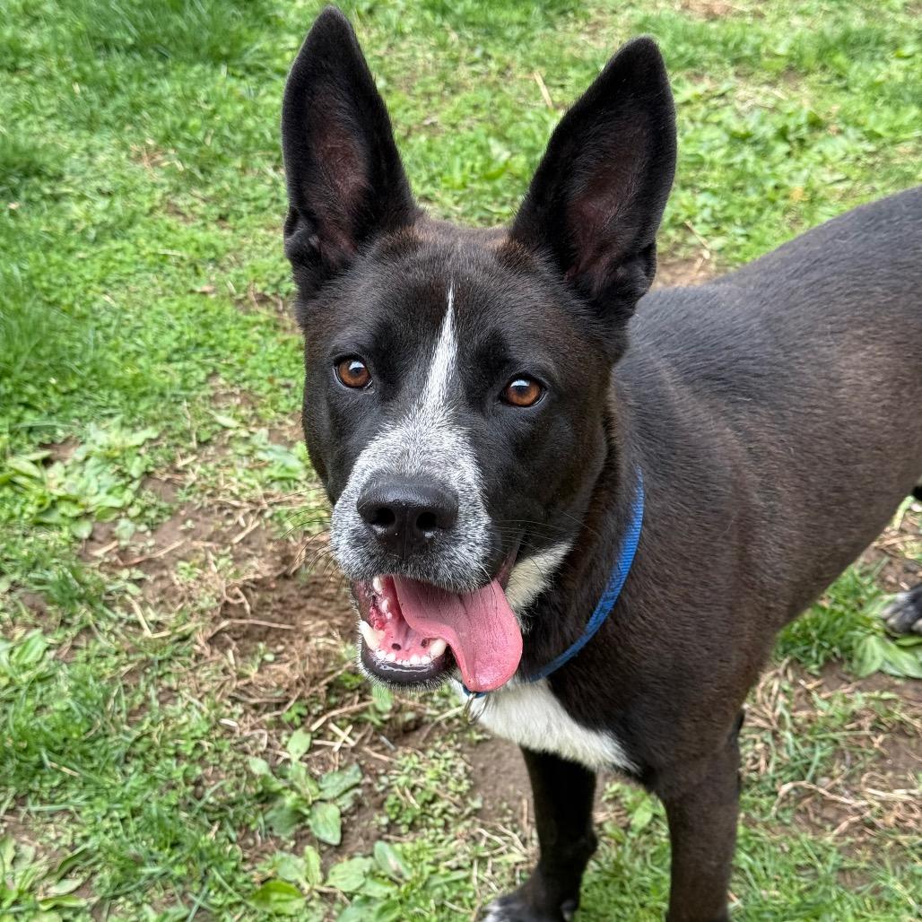Sly, a Adoptable Australian Cattle Dog / Blue Heeler in New Fairfield, CT image 3/6