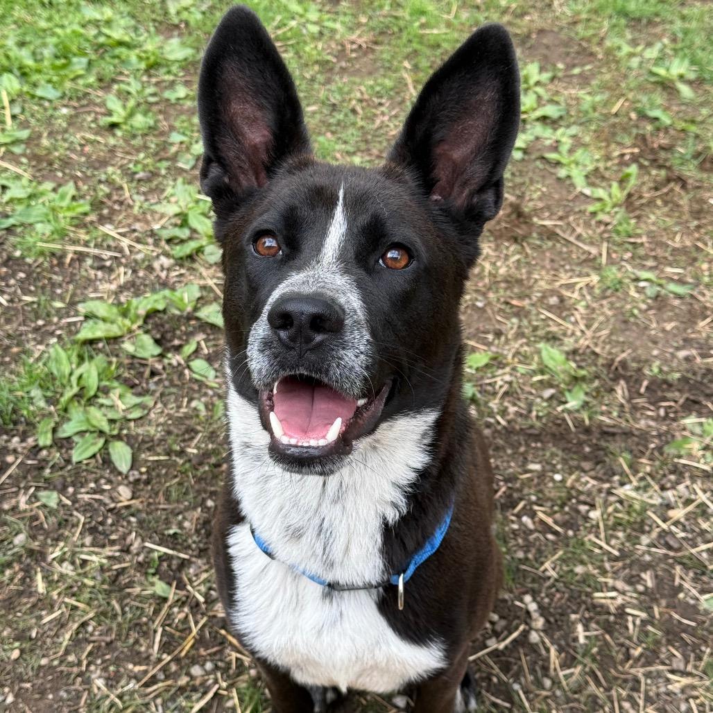 Enlarge Sly, a Adoptable Australian Cattle Dog / Blue Heeler in New Fairfield, CT image 5/6