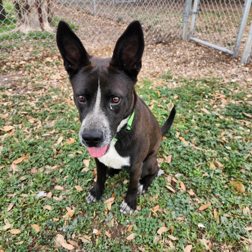 Enlarge Sly, a Adoptable Australian Cattle Dog / Blue Heeler in New Fairfield, CT image 6/6