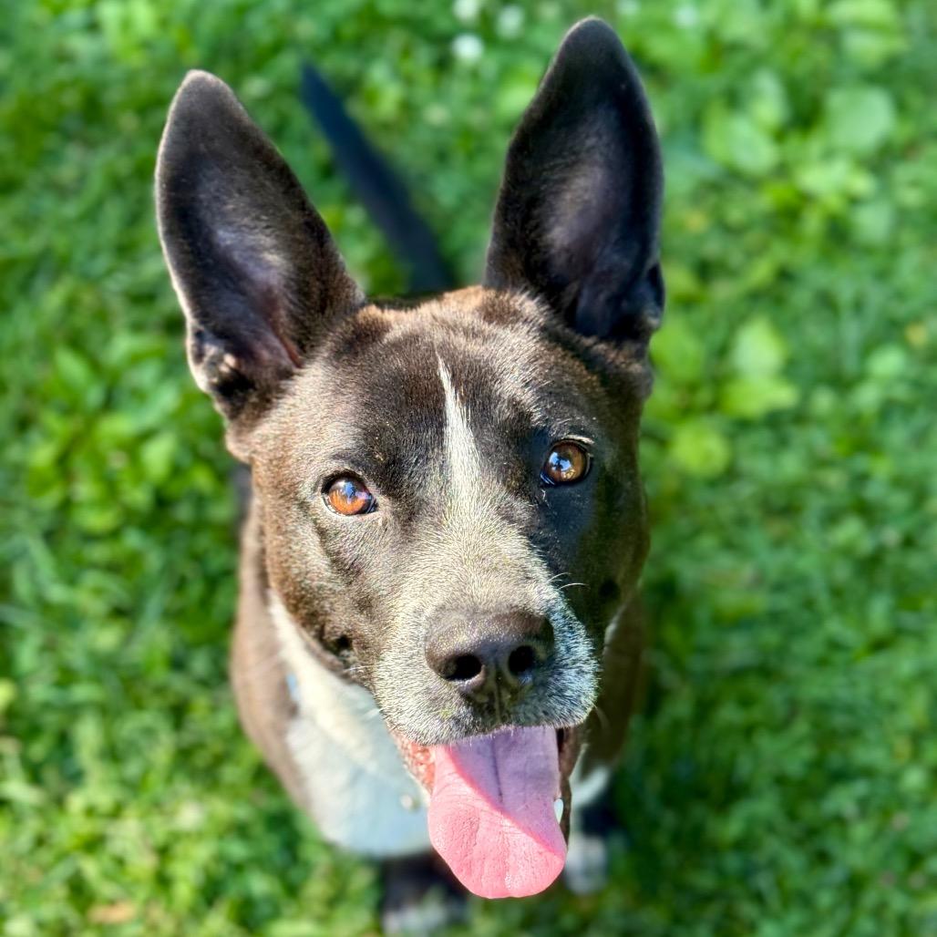 Sly, a Adoptable Australian Cattle Dog / Blue Heeler in New Fairfield, CT image 5/6