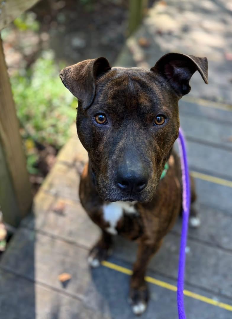 Armie (ID 48453/3161)