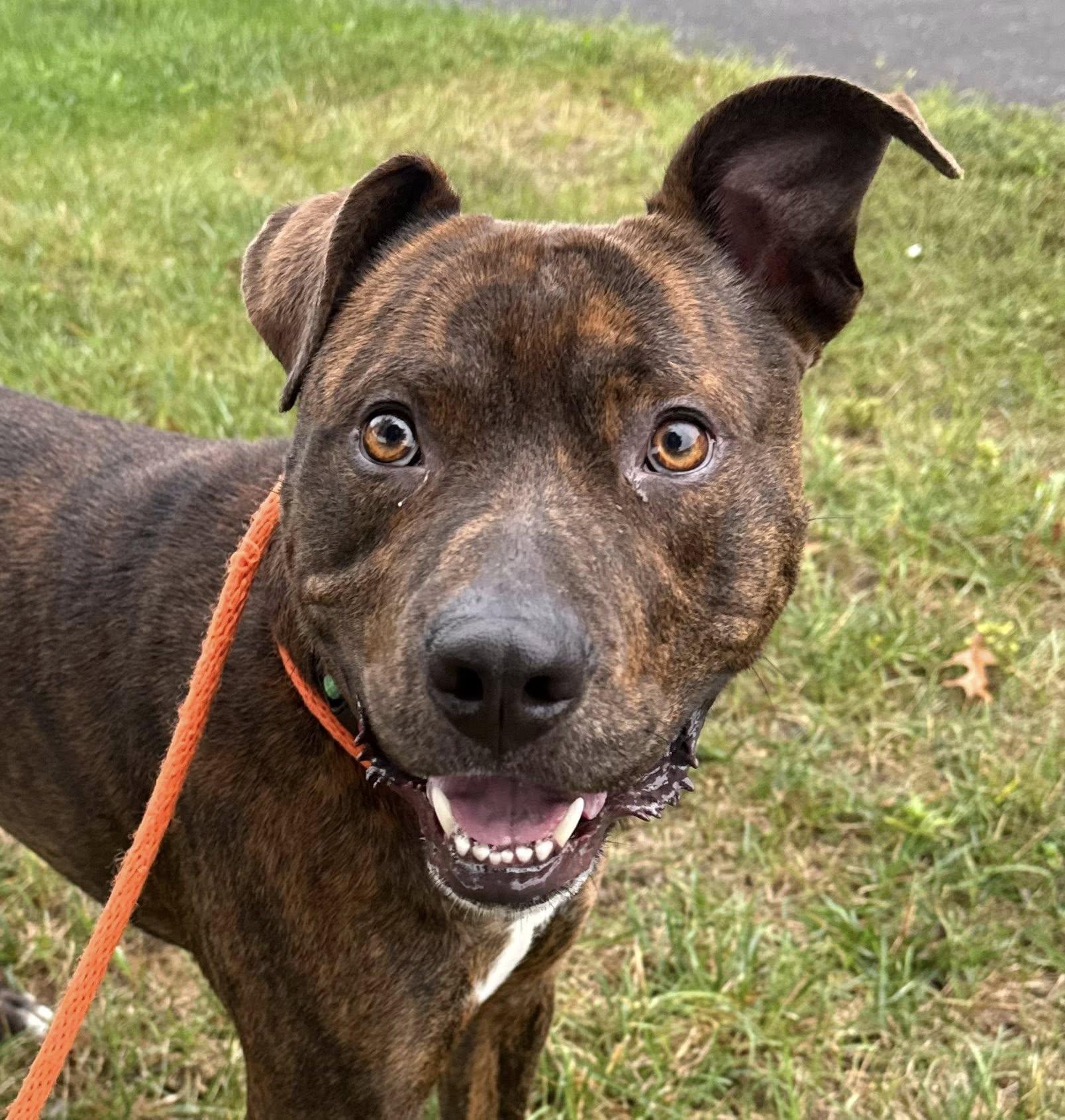 Armie (ID 48453/3161)