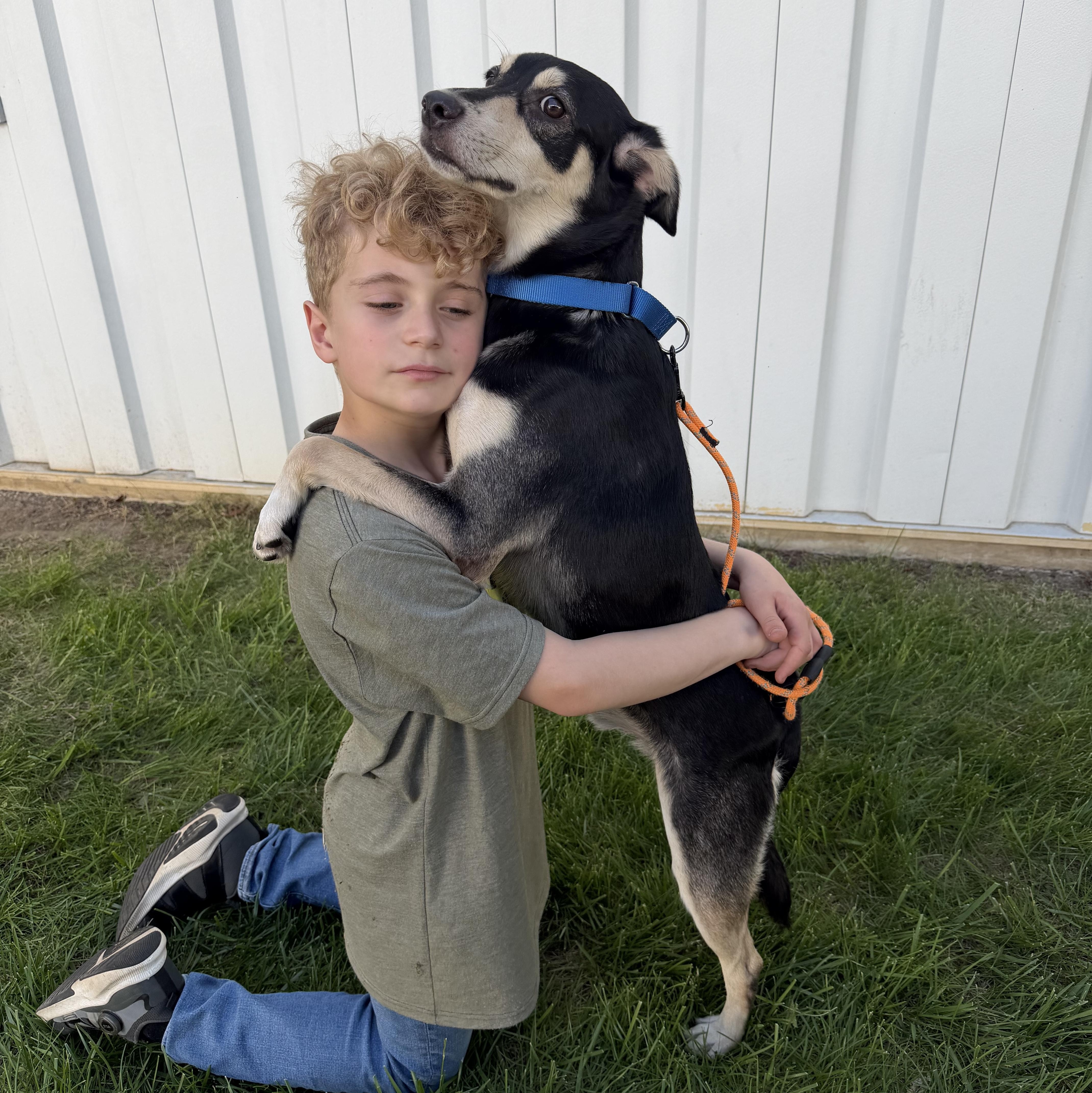 Halo, Adoptable, Young Male Rat Terrier & Jack Russell Terrier.
