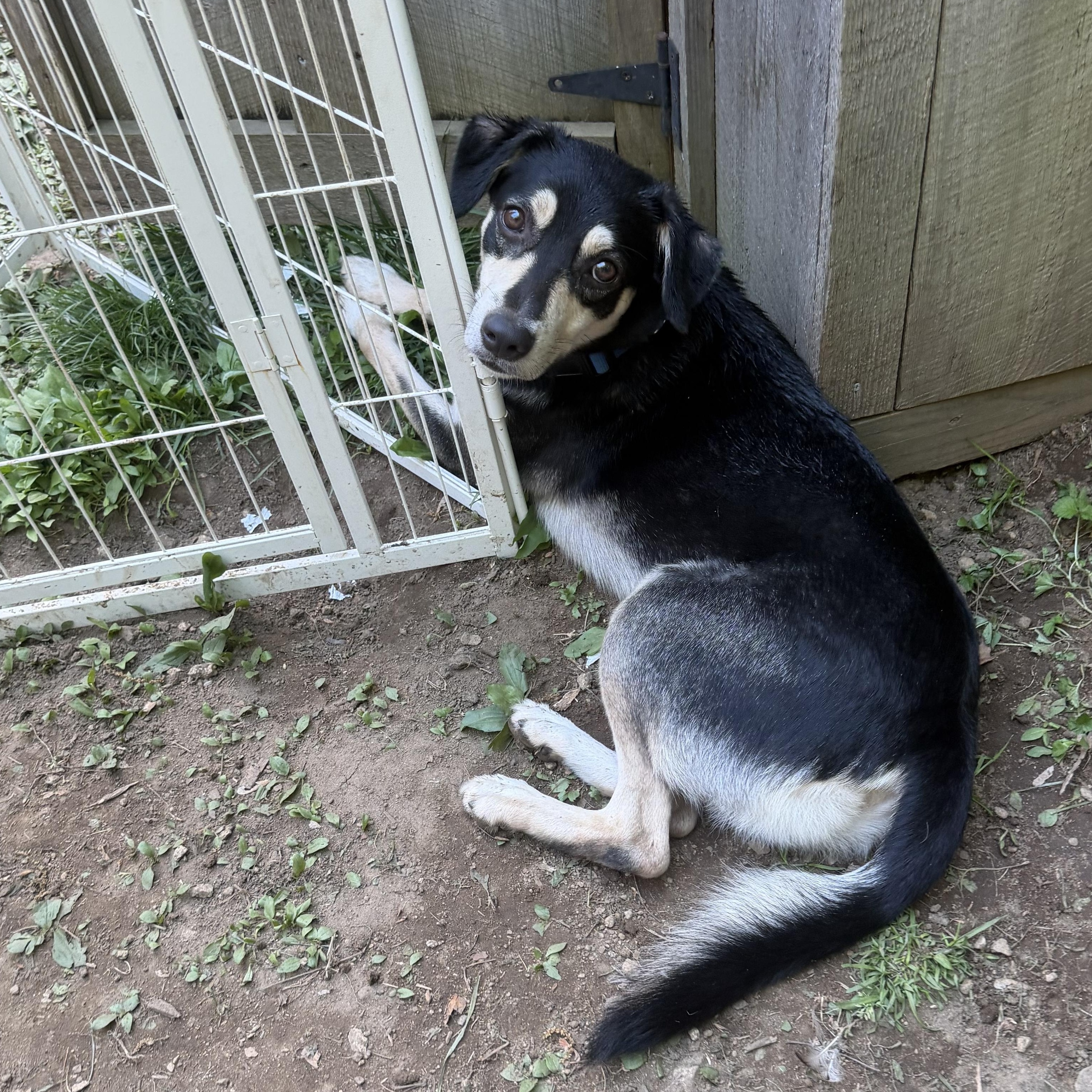 Enlarge Halo, a Adoptable mixed breed in Ridgefield, CT image 2/6