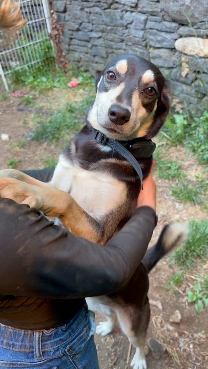 Enlarge Halo, a Adoptable mixed breed in Ridgefield, CT video 5/6