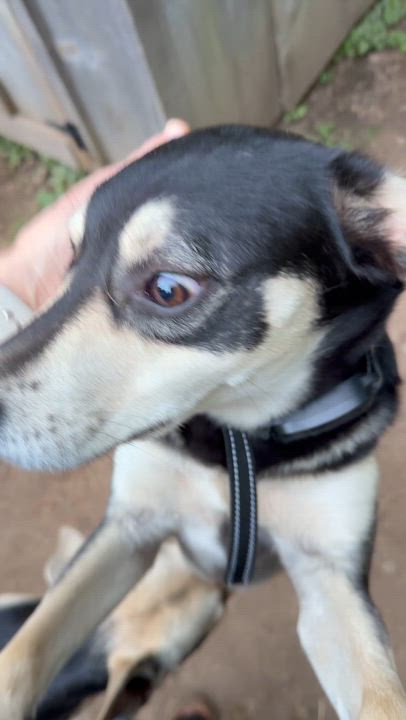 Enlarge Halo, a Adoptable mixed breed in Ridgefield, CT video 6/6
