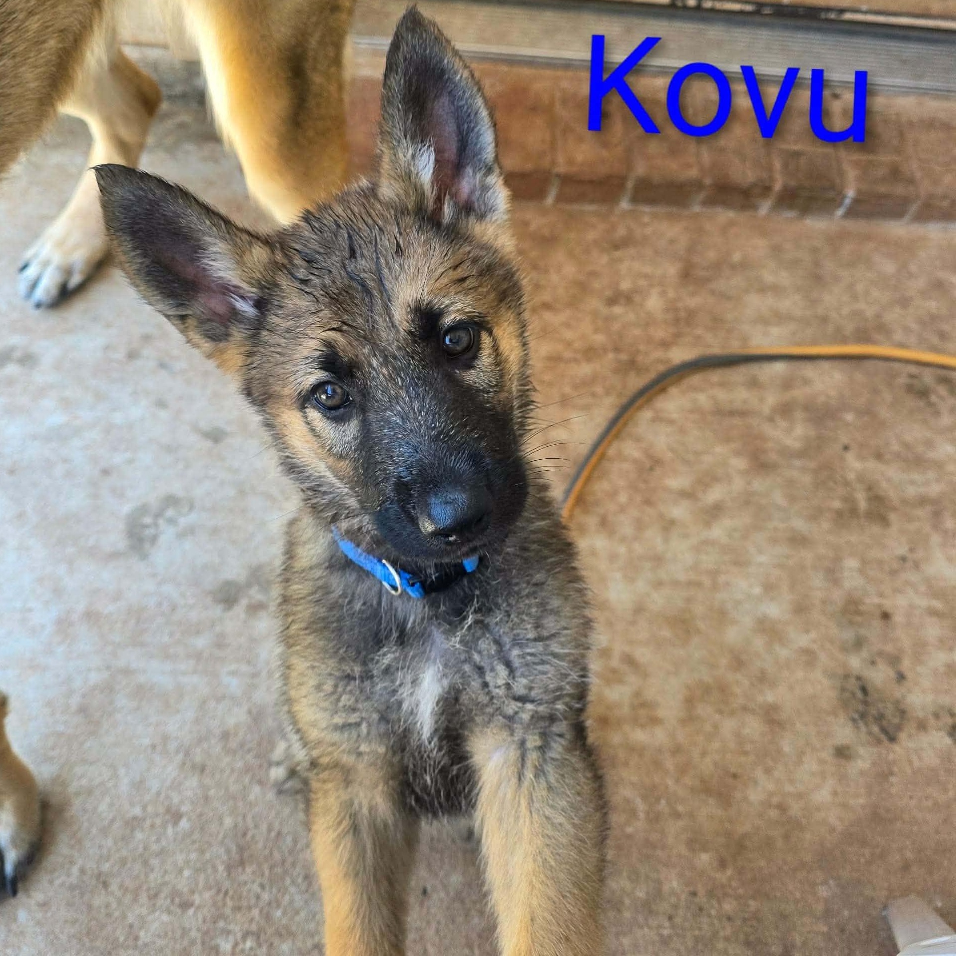 Kovu , an adopted German Shepherd Dog in Justin, TX image 3/3