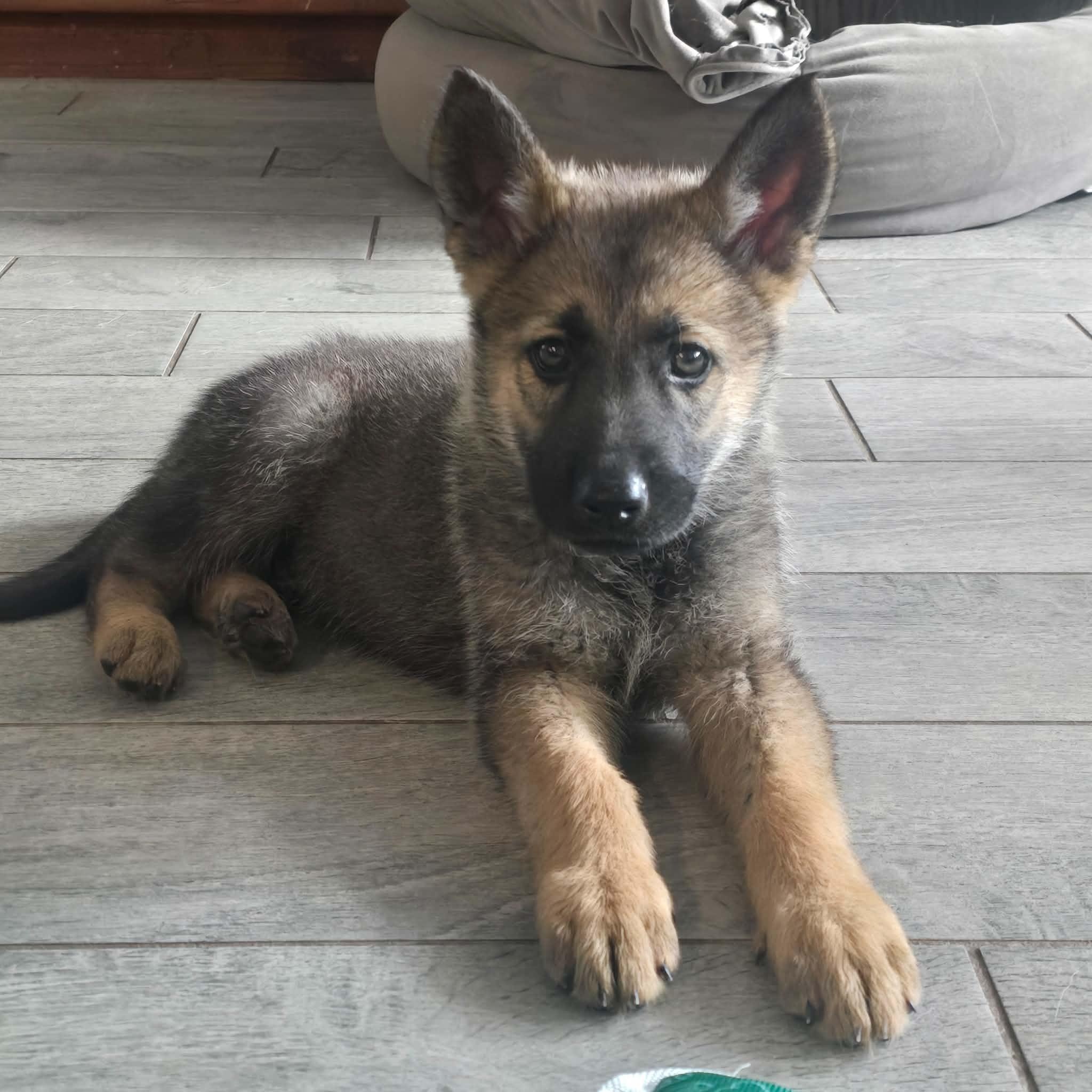 Kovu , an adopted German Shepherd Dog in Justin, TX image 1/3