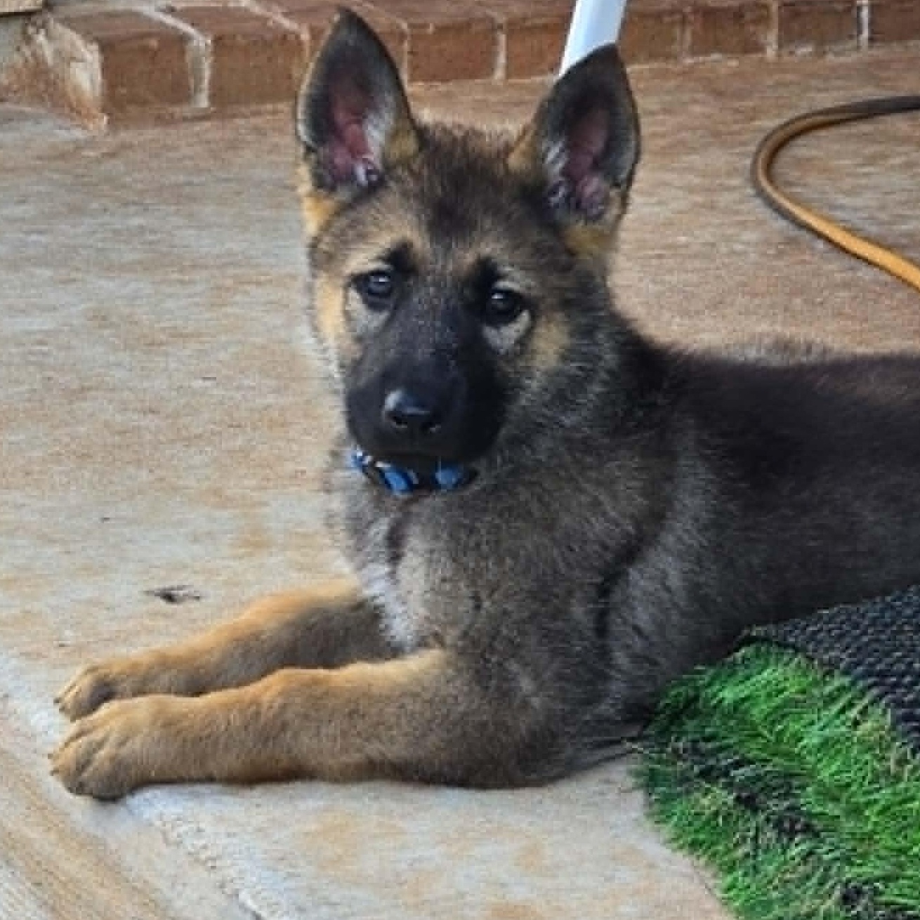 Kovu , an adopted German Shepherd Dog in Justin, TX image 2/3
